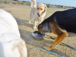 DSC04109.JPG