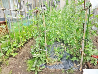 DSC07268.JPG