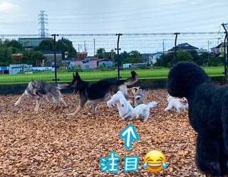 14228C49-3C99-438A-A0FA-8D5F9367DDE1.jpeg
