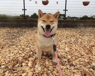 E13AD914-C016-4608-9DF2-E644E0CB2019.jpeg